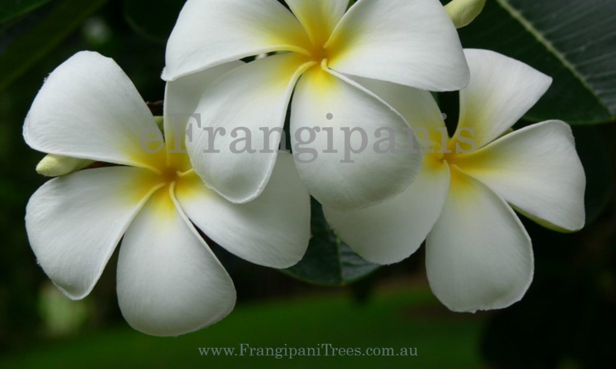 Frangipani Flowers